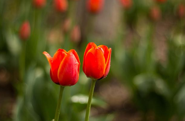 春暖花开的唯美句子：淡看流年烟火，细品岁月静好(图4)