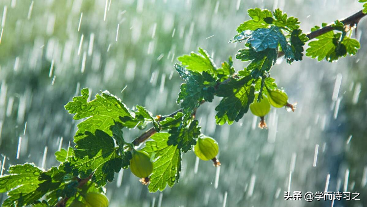 夏天的雨 | 三分暑雨落，两声夏蝉鸣(图1)