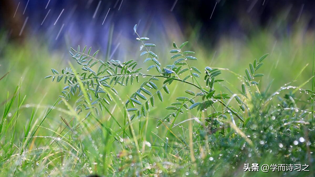 夏天的雨 | 三分暑雨落，两声夏蝉鸣(图2)