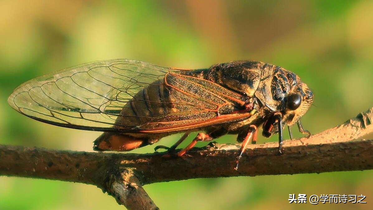 夏天的雨 | 三分暑雨落，两声夏蝉鸣(图3)