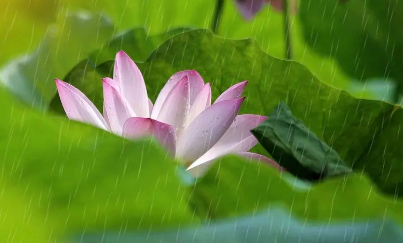 走进夏日的雨，有关夏日雨的古诗词，清凉了整个夏天！(图5)