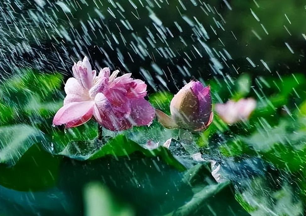走进夏日的雨，有关夏日雨的古诗词，清凉了整个夏天！(图15)