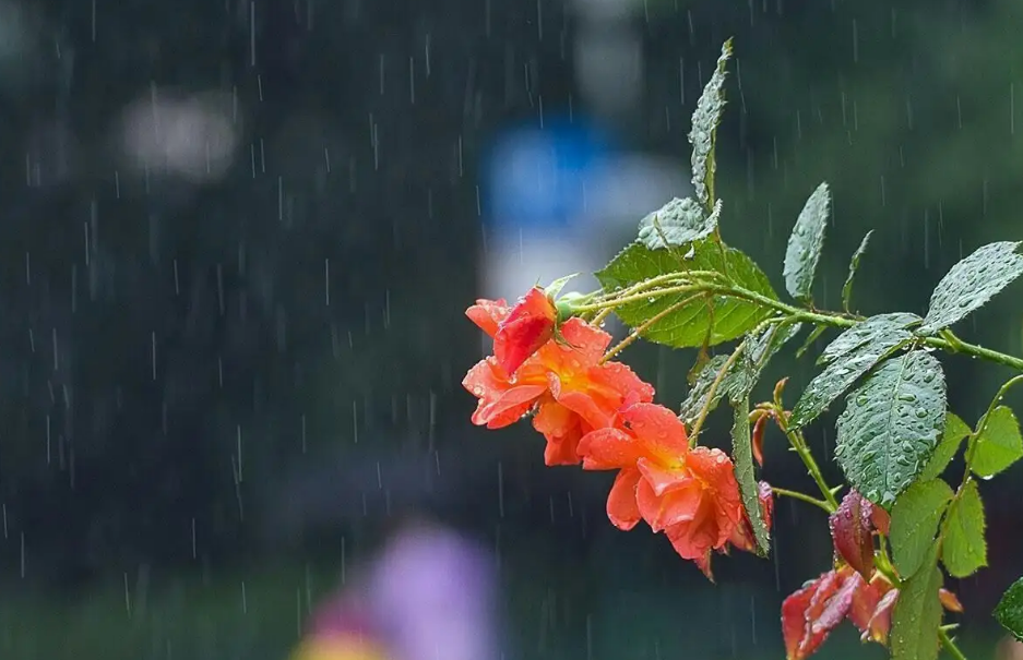 走进夏日的雨，有关夏日雨的古诗词，清凉了整个夏天！(图21)