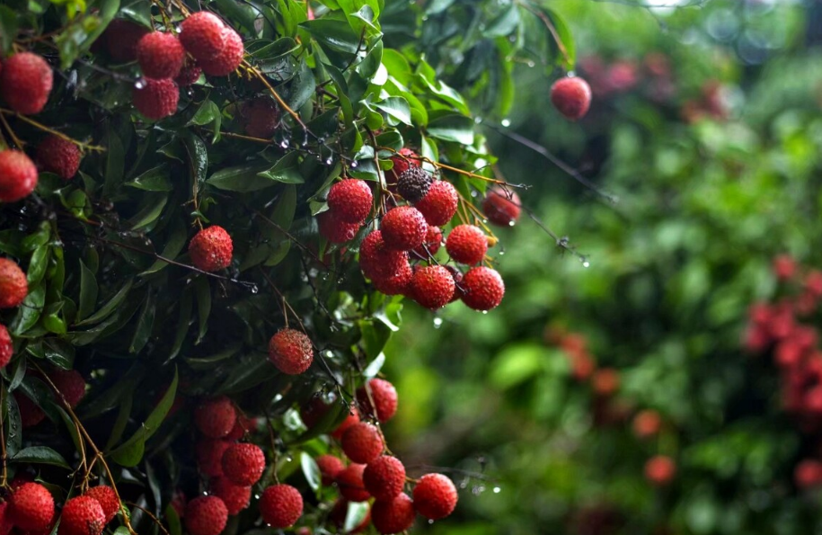 走进夏日的雨，有关夏日雨的古诗词，清凉了整个夏天！(图23)