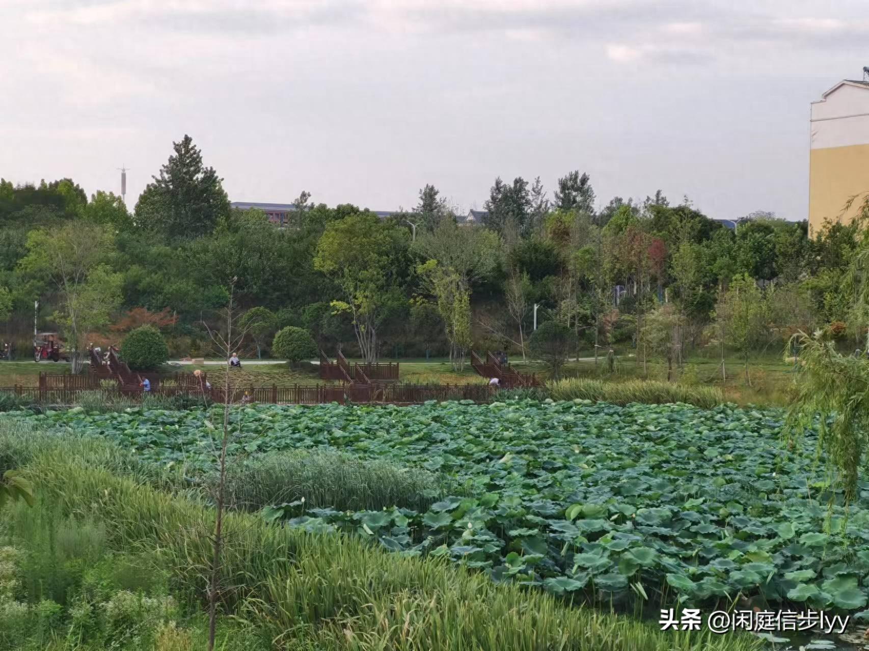 夏季的雨，情深意切却难以言爱(图1)