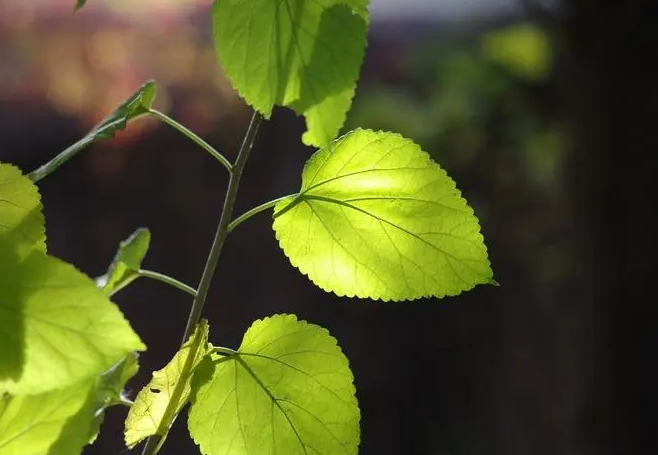 叶绿体到底在叶片中的哪个部位，你的知识储备正确吗？(图1)