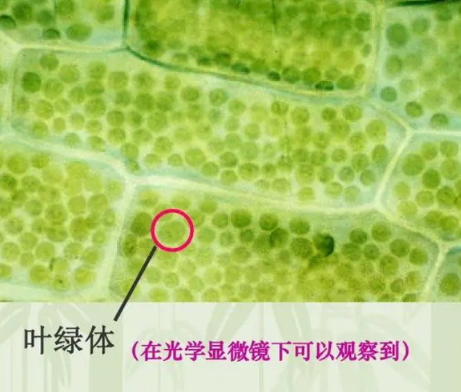 叶绿体到底在叶片中的哪个部位，你的知识储备正确吗？(图2)