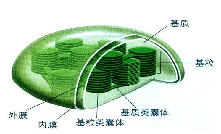 叶绿体到底在叶片中的哪个部位，你的知识储备正确吗？(图3)