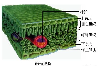 叶绿体到底在叶片中的哪个部位，你的知识储备正确吗？(图4)
