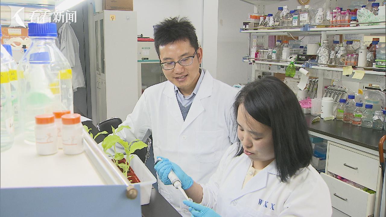 通过叶绿体助力减碳？上海科学家攻破世界性难题(图2)