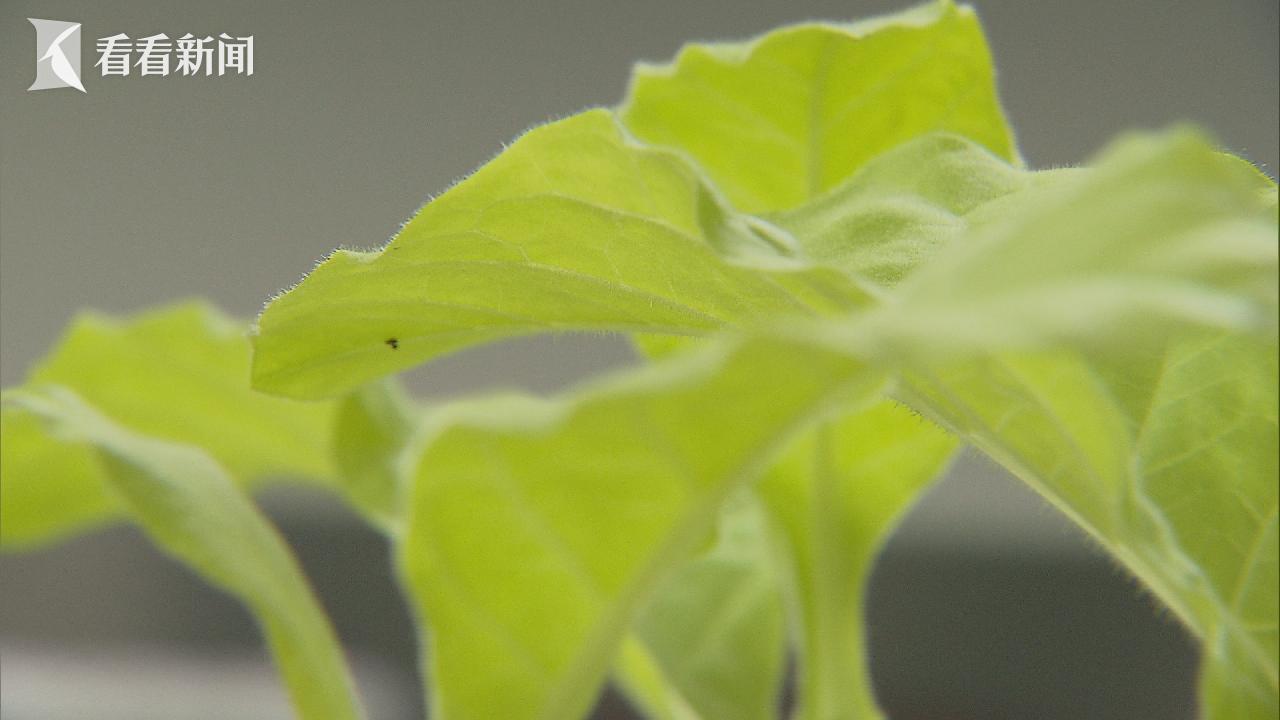 通过叶绿体助力减碳？上海科学家攻破世界性难题(图3)