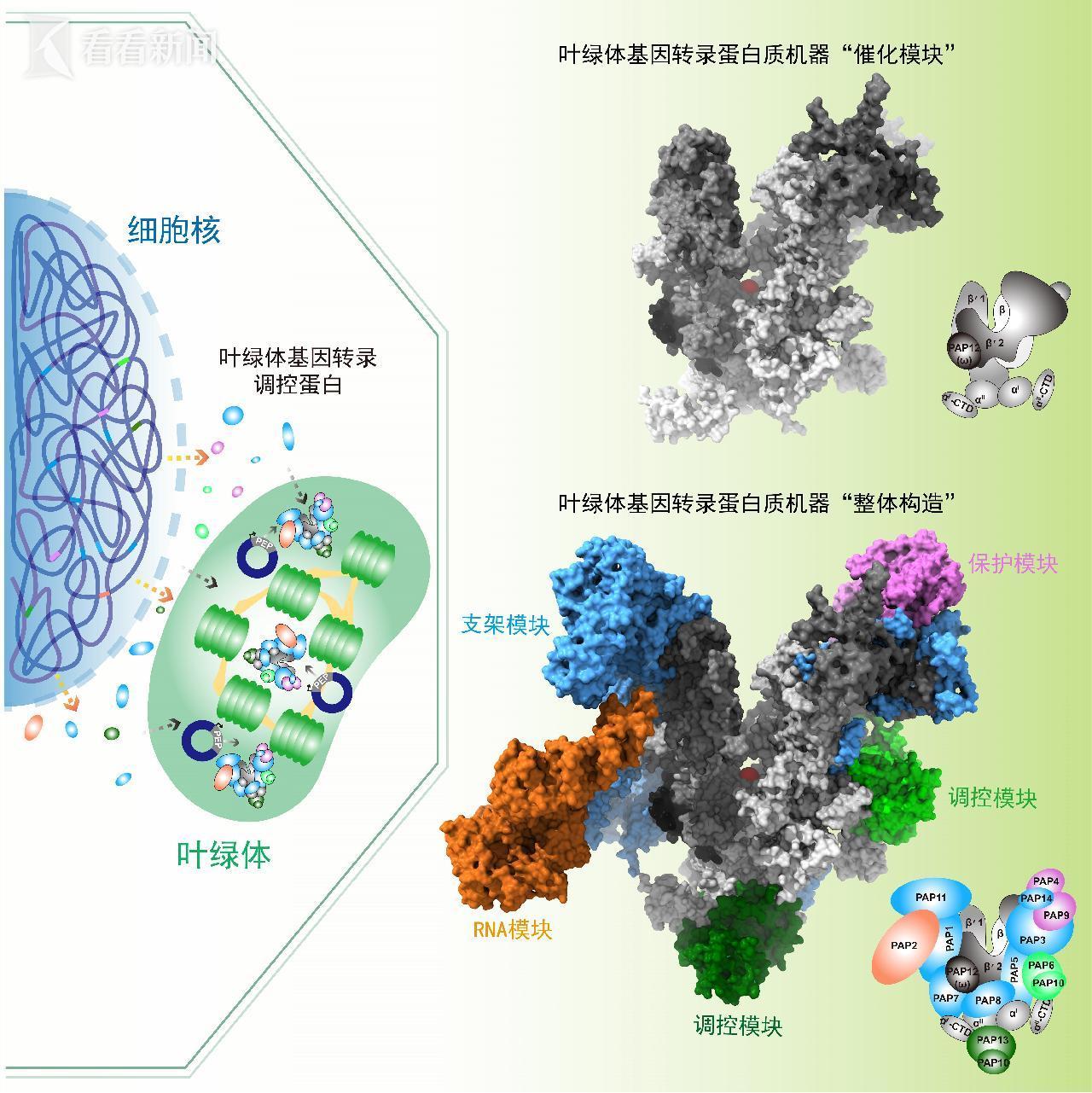通过叶绿体助力减碳？上海科学家攻破世界性难题(图4)