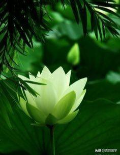 100条《幽梦影》名句，读完，神清气爽(图2)