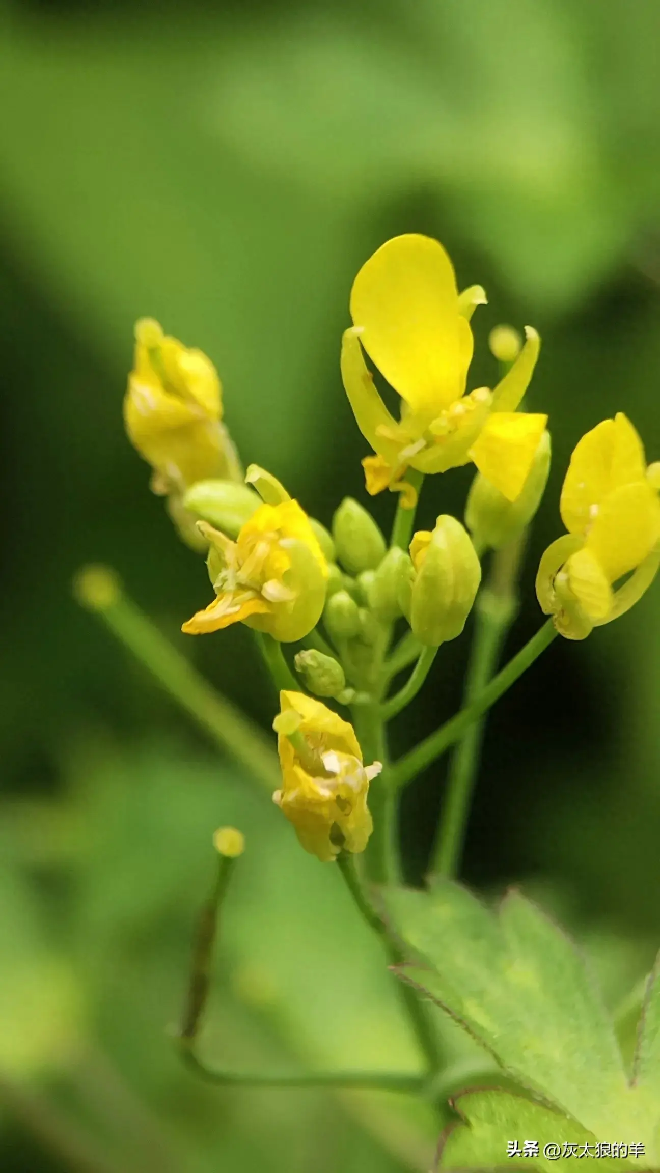 流年笑掷，未来可期，青春不负，与你相遇，是最美的风景。(图1)