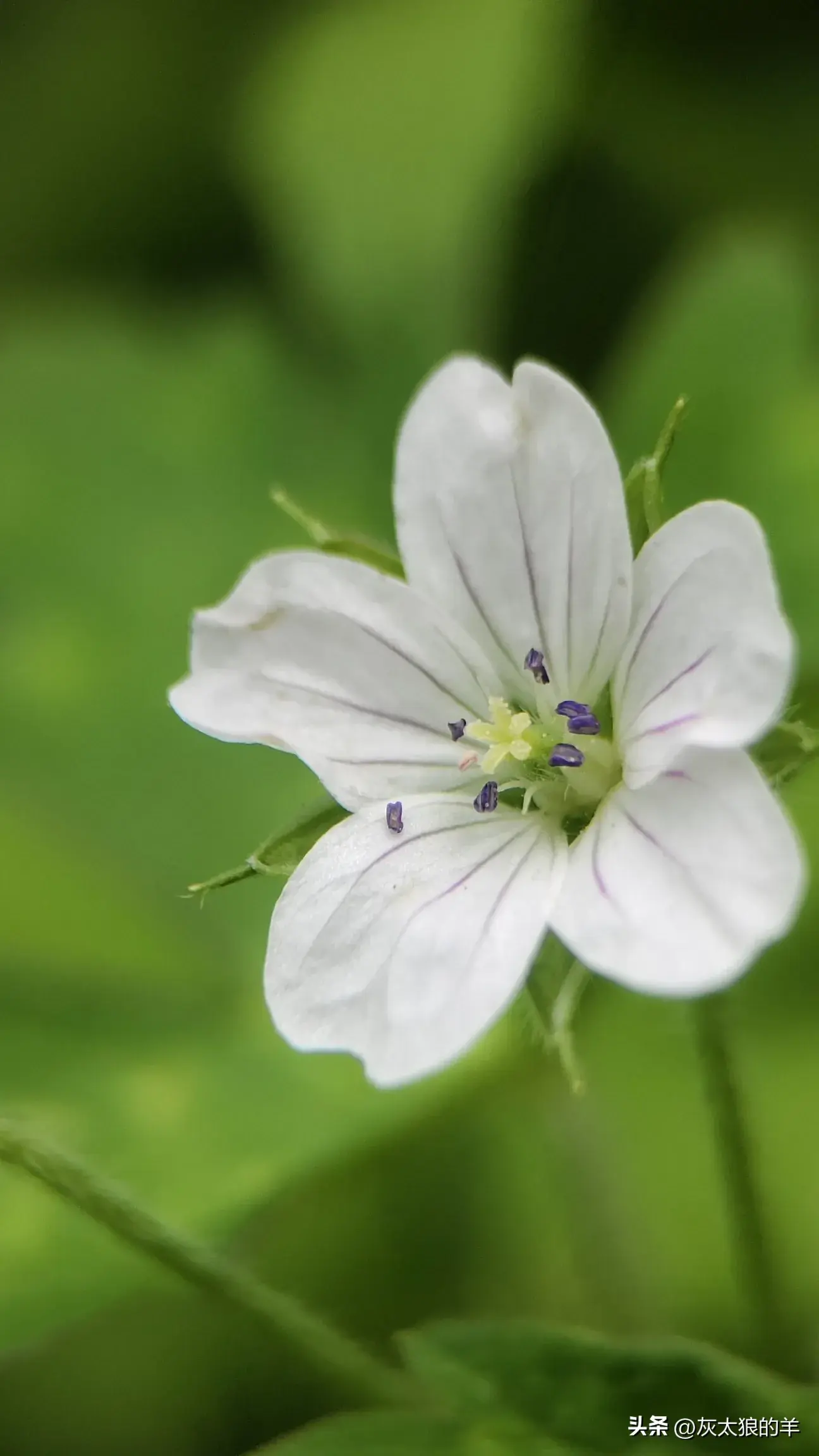 流年笑掷，未来可期，青春不负，与你相遇，是最美的风景。(图4)