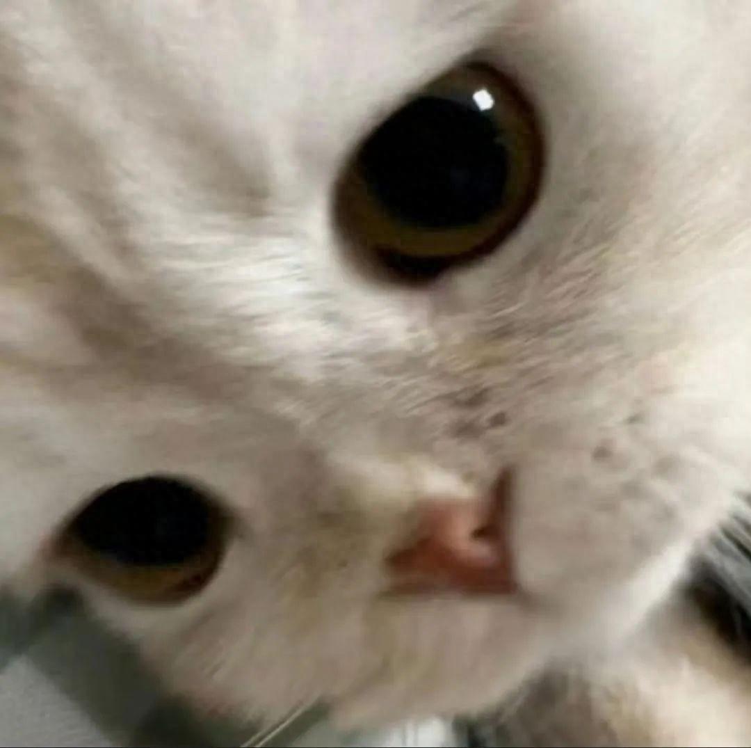 有病发疯抽象文案～(图1)