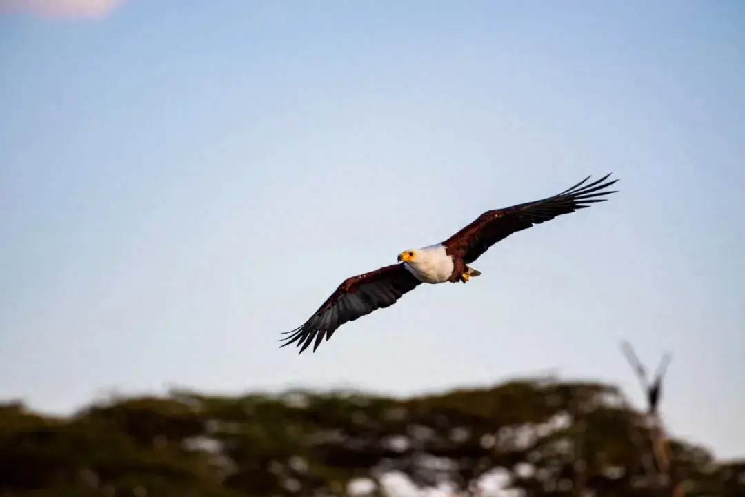 60句励志诗词，催人向上：乾坤未定，你我皆是黑马(图1)