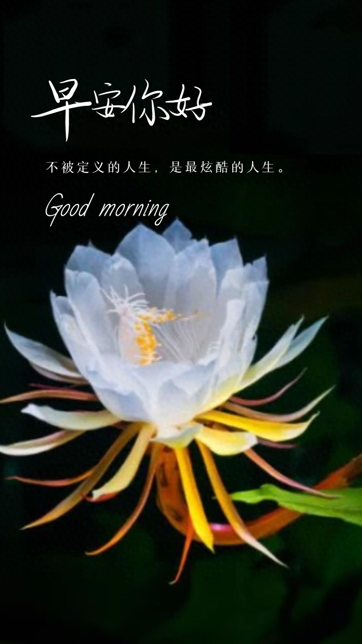 早安励志语录 | 读书可以经历一千种人生，不读书的人只能活一次(图1)