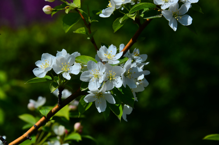 风吹棠梨花，十二首棠梨花的诗词，满树花开，洁白胜雪(图3)