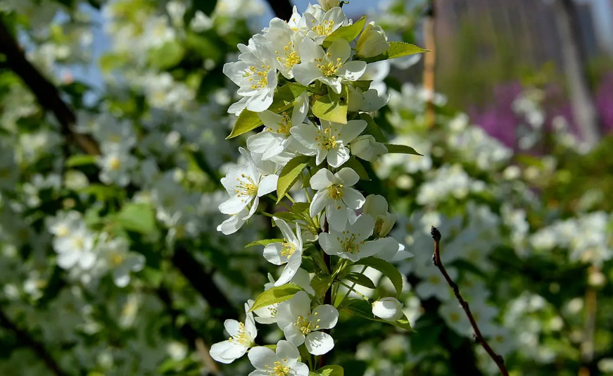 风吹棠梨花，十二首棠梨花的诗词，满树花开，洁白胜雪(图11)