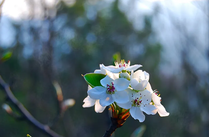 风吹棠梨花，十二首棠梨花的诗词，满树花开，洁白胜雪(图19)