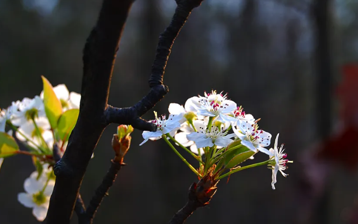 风吹棠梨花，十二首棠梨花的诗词，满树花开，洁白胜雪(图21)