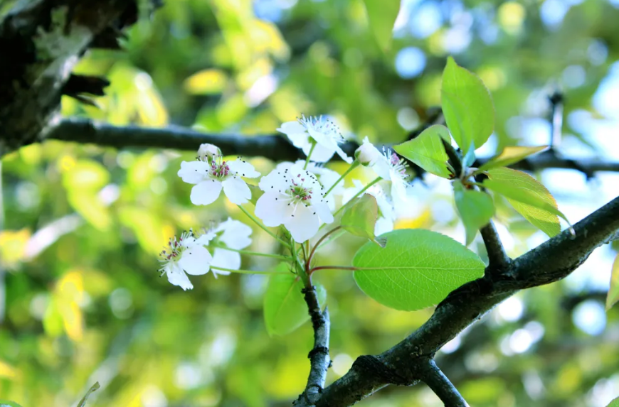 风吹棠梨花，十二首棠梨花的诗词，满树花开，洁白胜雪(图23)
