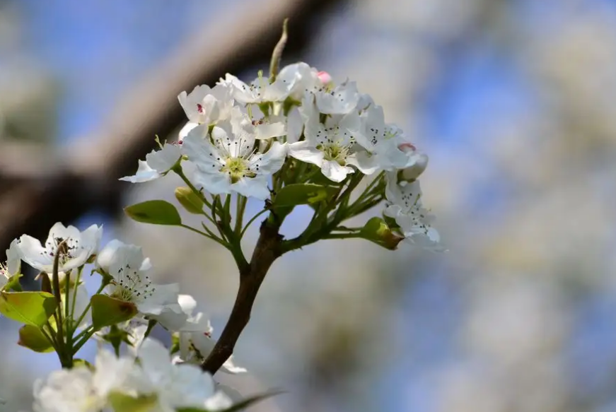 风吹棠梨花，十二首棠梨花的诗词，满树花开，洁白胜雪(图25)
