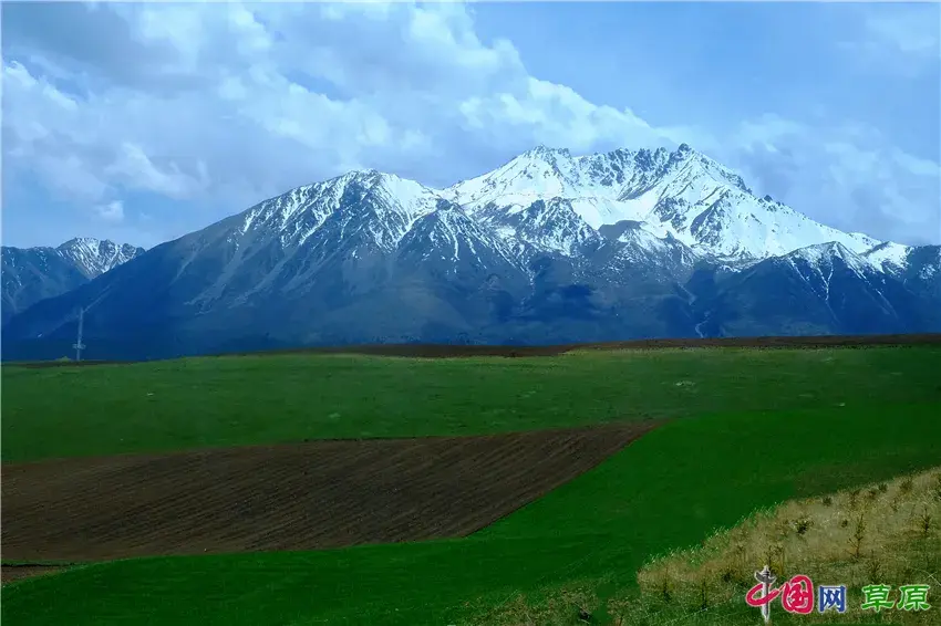 初夏卓尔山：白雪映青草，美得圣洁无暇卓尔不群(图1)