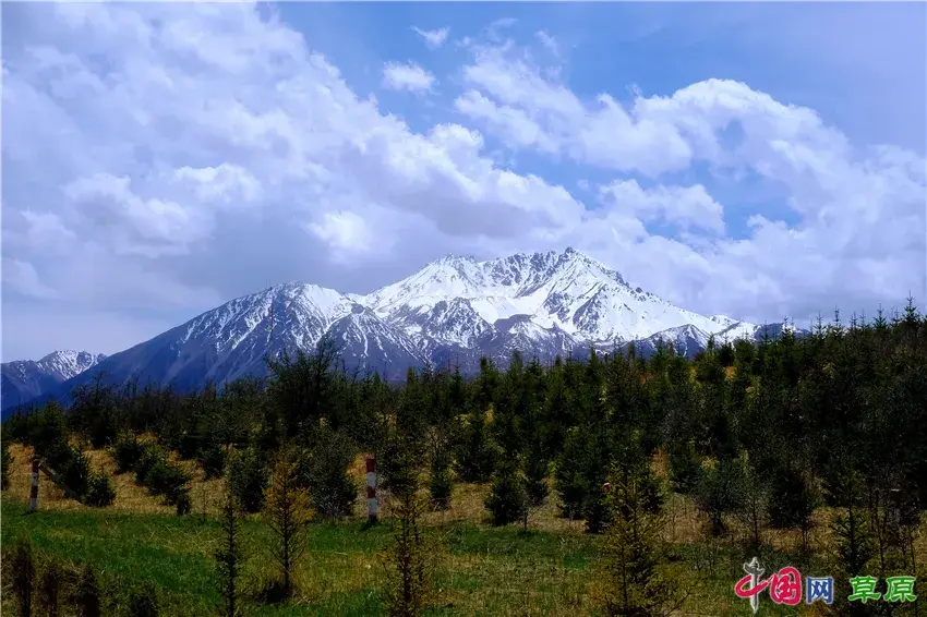 初夏卓尔山：白雪映青草，美得圣洁无暇卓尔不群(图4)