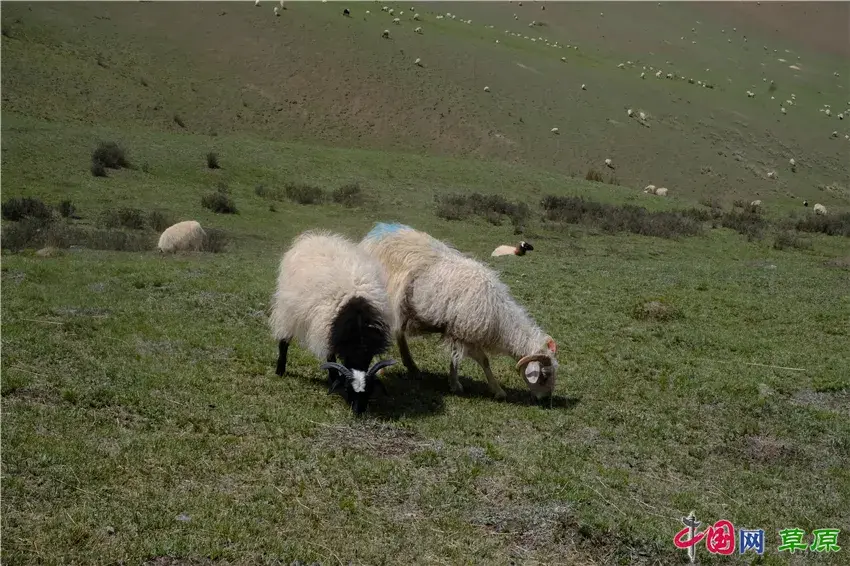 初夏卓尔山：白雪映青草，美得圣洁无暇卓尔不群(图9)