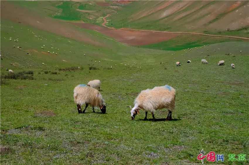 初夏卓尔山：白雪映青草，美得圣洁无暇卓尔不群(图10)