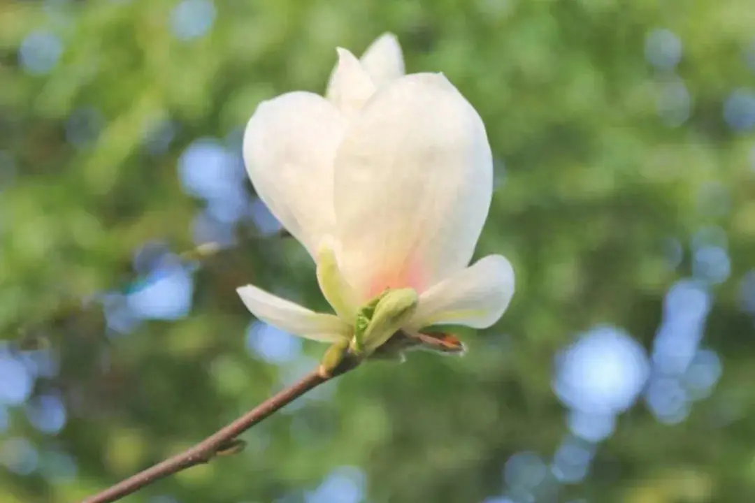 唯美至极的花开短句(图1)