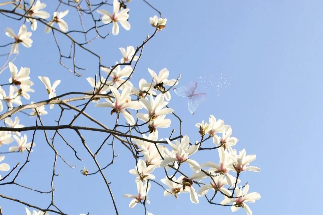 唯美至极的花开短句(图2)