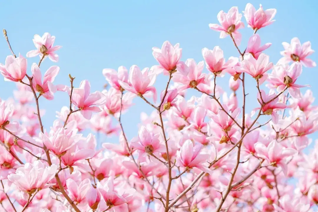 唯美至极的花开短句(图4)