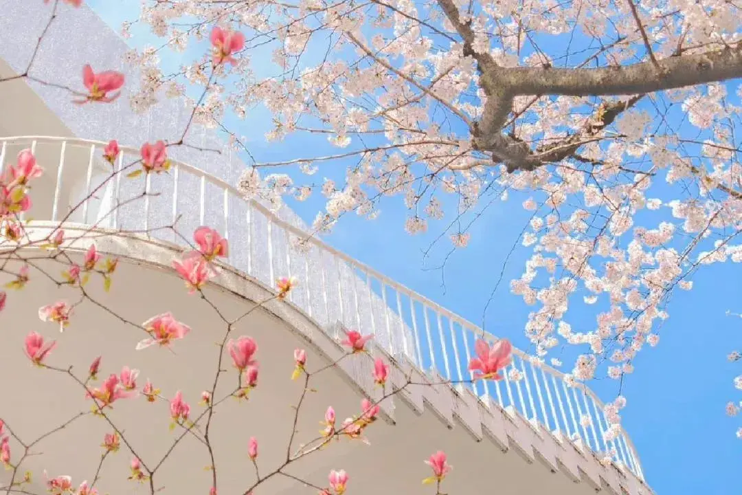 唯美至极的花开短句(图5)