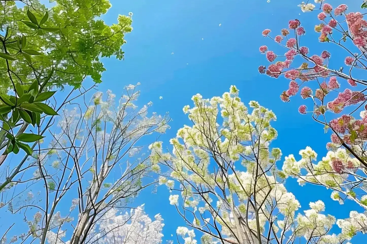 唯美至极的花开短句(图6)