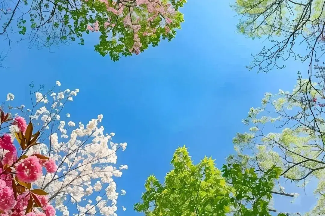 唯美至极的花开短句(图7)