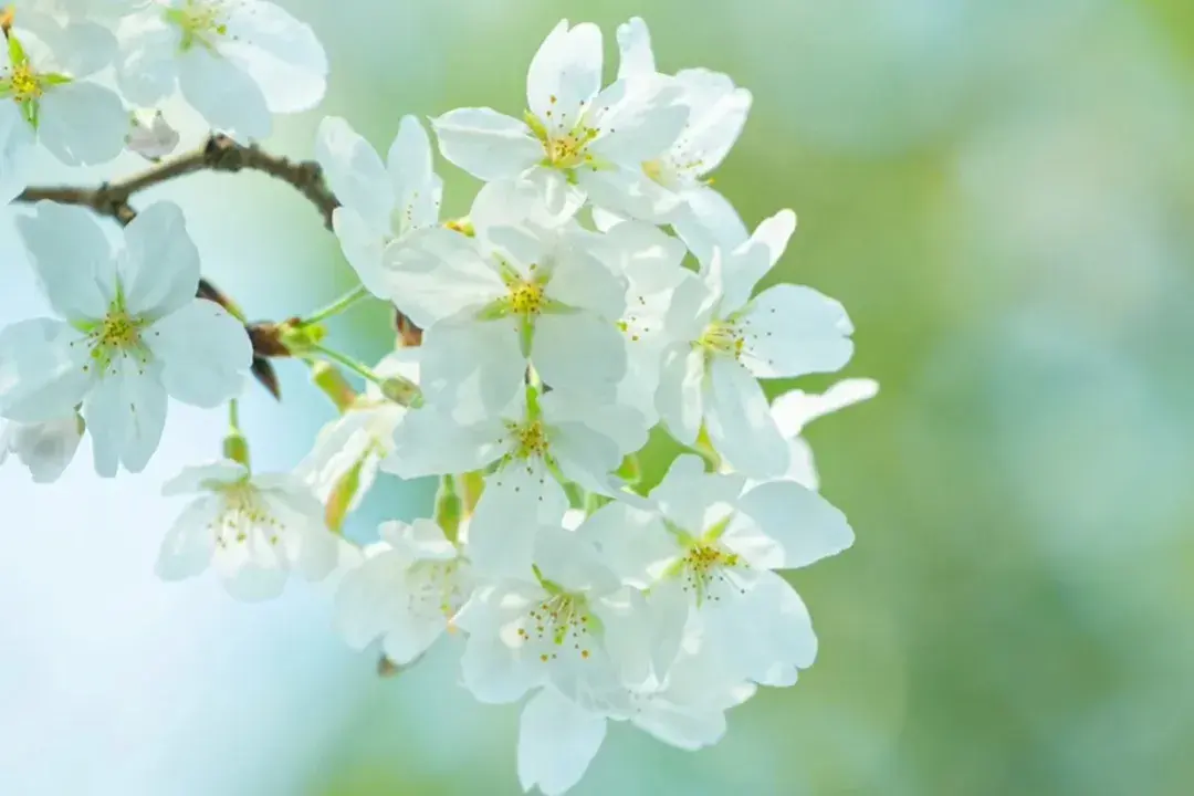 唯美至极的花开短句(图8)