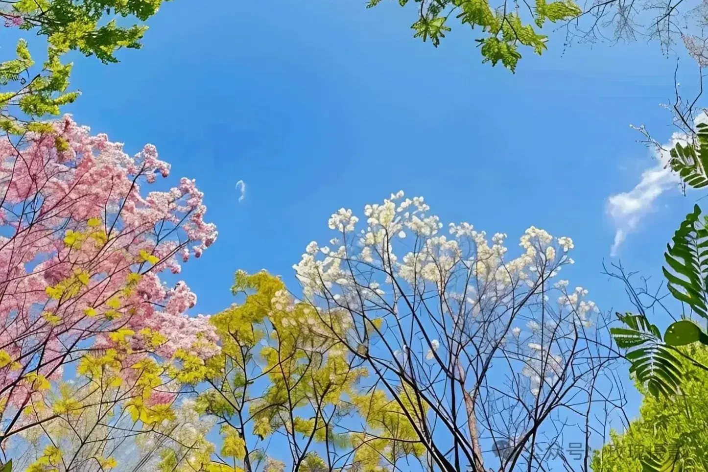 唯美至极的花开短句(图9)