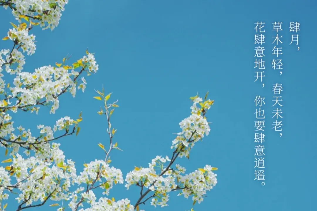 唯美至极的花开短句(图11)