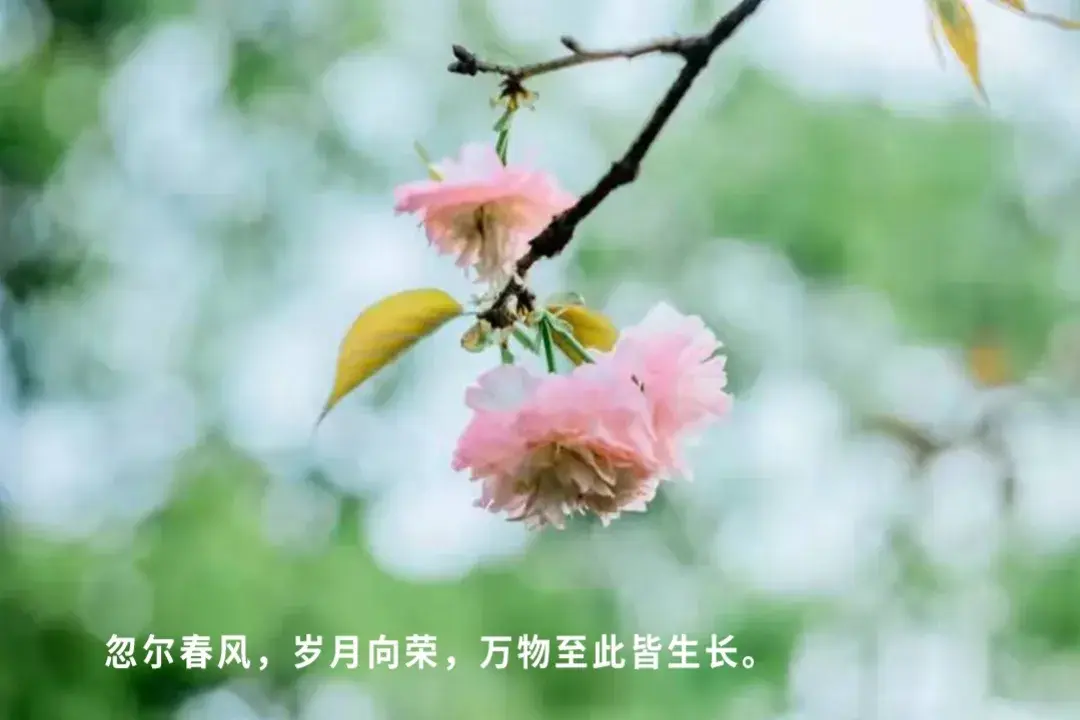 唯美至极的花开短句(图12)