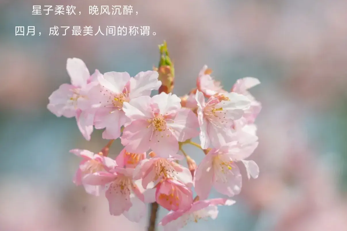 唯美至极的花开短句(图13)