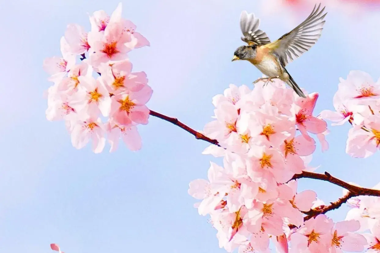 唯美至极的花开短句(图14)