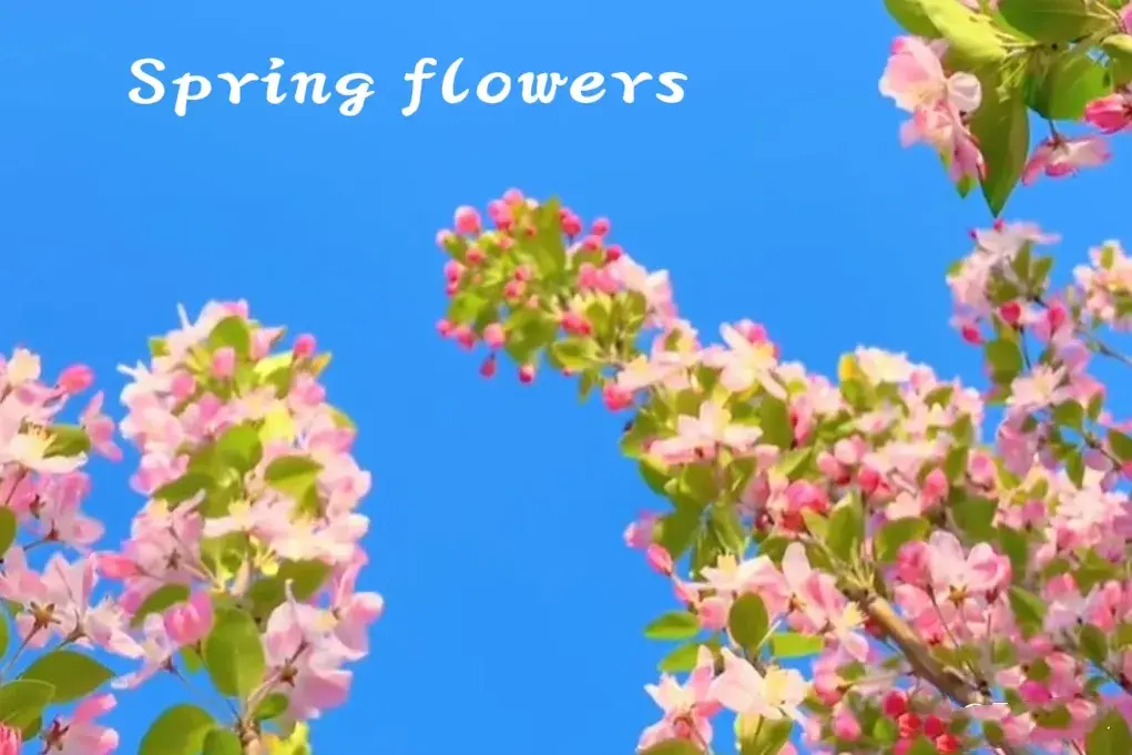 唯美至极的花开短句(图16)