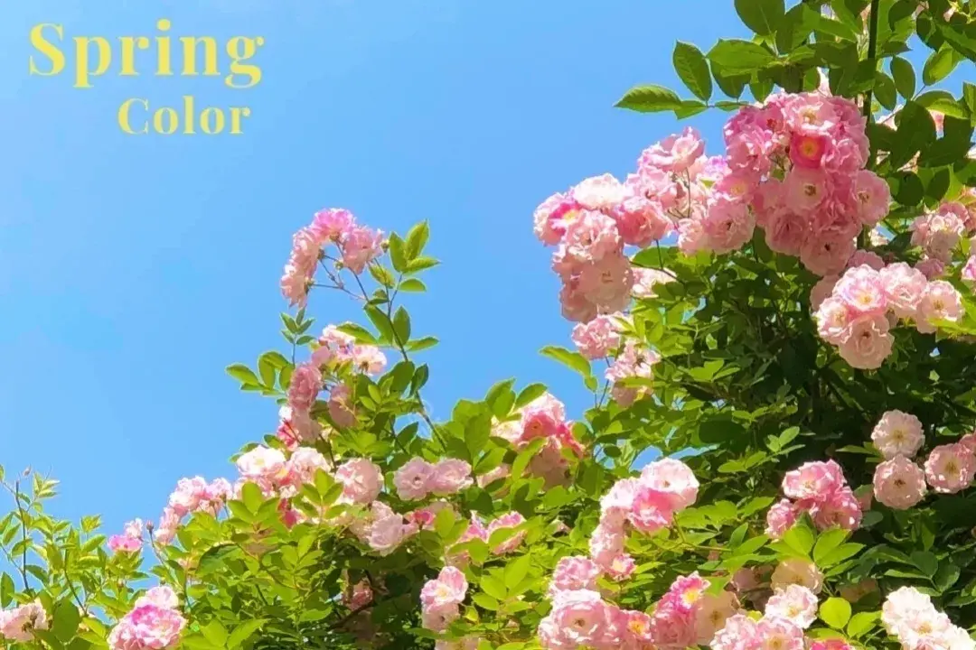 唯美至极的花开短句(图17)