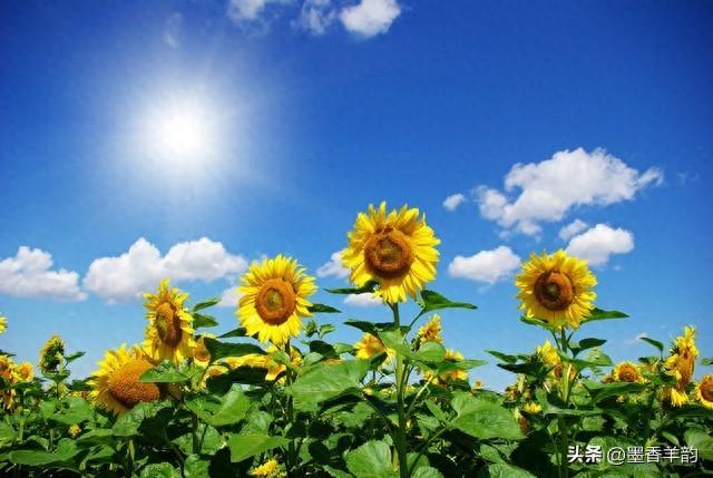 30句关于描写向日葵的优美句子(图1)