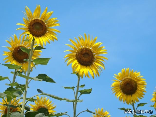 30句关于描写向日葵的优美句子(图2)