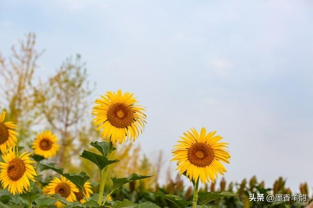 30句关于描写向日葵的优美句子(图3)