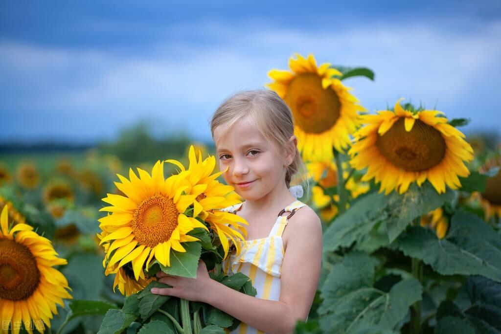 描写向日葵的优美句子(图2) 描写向日葵的优美句子(图2)